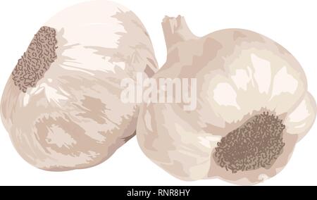 Due aglio isolati su sfondo bianco. Illustrazione Vettoriale Illustrazione Vettoriale