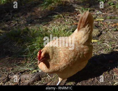 Luce di pollo marrone che vagano nel selvaggio. Foto Stock