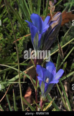 Marsh Gentian (Gentiana pneumonanthe) Foto Stock