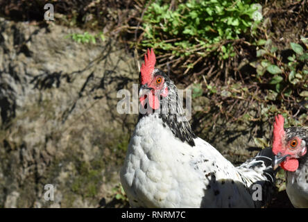 Coppia di polli bianco rosso con creste girovagando intorno a. Foto Stock