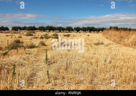 Esterno se la grande città di Madrid sono le sorprendenti campi di agricoltura Foto Stock