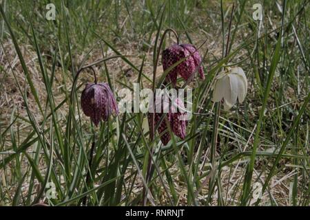 Testa di serpente (Fritillaria meleagris) che fiorisce su un prato umido vicino a Sassenberg, Muensterland, Germania Foto Stock