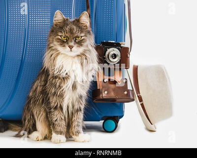 Carino gattino, elegante valigetta blu, elegante cappello per il sole e fotocamera vintage. Bianco, isolato sfondo. Close-up. Vista laterale. Preparazione per l'estate Foto Stock