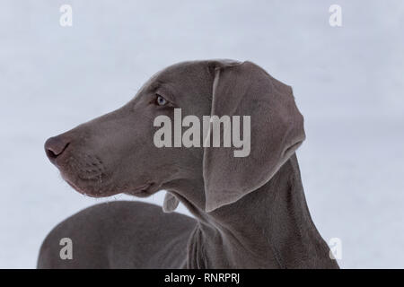 Carino weimaraner vorstehhund su uno sfondo di bianco della neve. Gli animali da compagnia. Cane di razza. Foto Stock