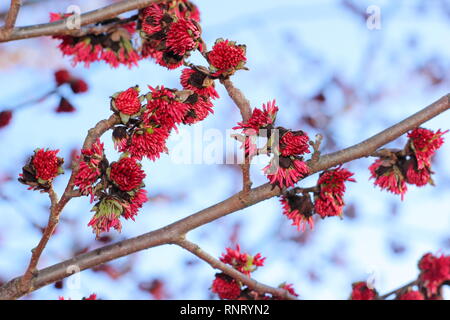 Parrotia persica. Fiori invernali di Persiano ironwood tree - Gennaio, REGNO UNITO Foto Stock