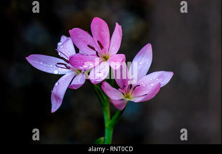 Gocce di pioggia su una bella wild fiore rosa Foto Stock