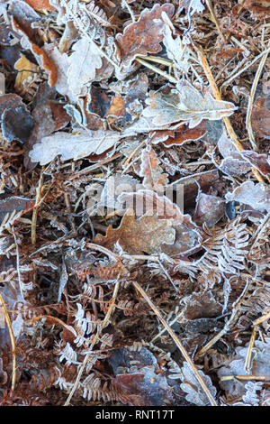 Frost-coperta di foglie, ramoscelli e bracken su una fredda mattina in autunno o in inverno Foto Stock