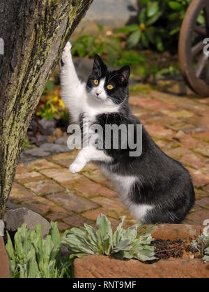 Un simpatico gatto, tuxedo pattern in bianco e nero bicolor, European Shorthair, in piedi e appoggiato la sua zampata contro un albero in un giardino e guardando curiosamente Foto Stock