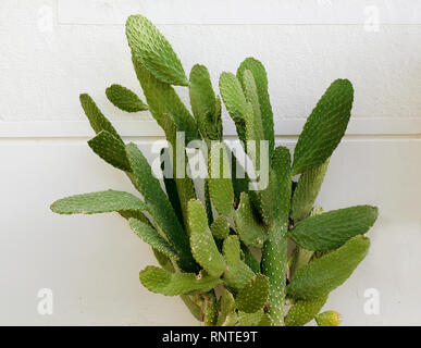 L' Opuntia cactus. Layout creativi. Stile minimal ancora in vita. Foto Stock