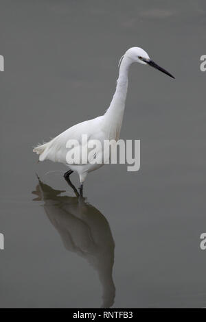 Immagine dettagliata di un airone bianco al confine del fiume Douro Foto Stock