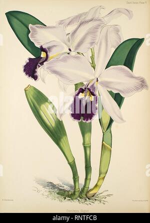 Cattleya warscewiczii (come Cattleya gigas)- Warner, Williams - Selezionare orch. piante 3, pl. 7 (1877-1891). Foto Stock