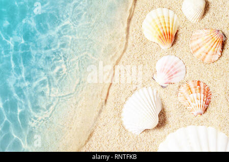 Seashell sull'estate spiaggia in acqua di mare. Estate sfondo. Orario estivo Foto Stock