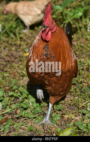 Straordinariamente bella free range chicken girovagando intorno a. Foto Stock