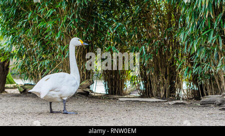 Ritratto di un bewick's Swan, bella Bianca acqua bird da Eurasia Foto Stock