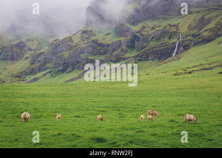 Le pecore su un pascolo in Islanda Foto Stock