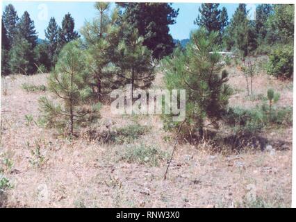 Ceanothus prostratus habitat nel SW Idaho. Foto Stock