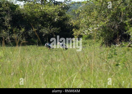 Una coppia di Grey Crowned gru (Balearica regulorum) nel lago Mburo National Park, Sud Uganda Foto Stock