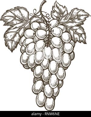 Disegnata a mano grappolo di uva. Frutta, vigneto, vino sketch. Vintage illustrazione vettoriale Illustrazione Vettoriale