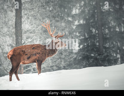 Un bellissimo cervo rosso in piedi di fronte a un paesaggio innevato con un bellissimo sfondo innevate nella foresta Foto Stock