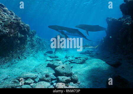 Underwater seascape, fondale roccioso con le balene e uno squalo, oceano pacifico, Polinesia Francese Foto Stock