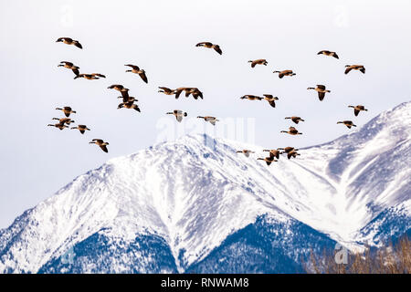 Oche del Canada in volo; coperta di neve Montagne Rocciose in background; Central Colorado; USA Foto Stock