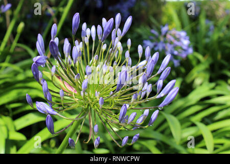 Ripresa macro di un vero Blue Allium ottenere pronto a fiorire con goccioline di acqua sulla boccioli di fiori Foto Stock