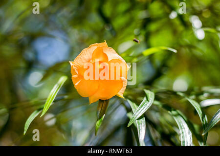 Orange Cascabela thevetia, Thevetia peruviana dal Yucatan, Messico Foto Stock