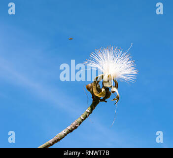 Rasatura bianco albero spazzola anche sapere come Amapolla tree, Pseudobombax ellipticum Foto Stock