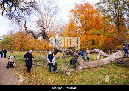 Un gruppo di bambini a giocare su un albero nel parco dei cervi in Klampenborg, a nord di Copenhagen Foto Stock