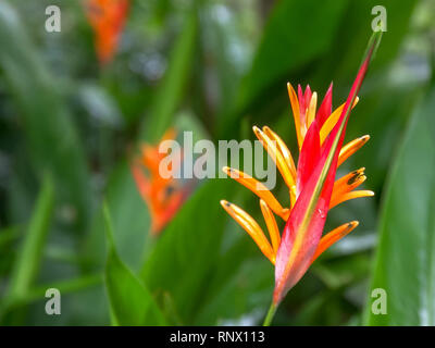 Close up di un heliconia psittacorum fiore tropicale a Maui Foto Stock