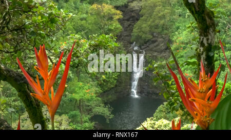 Close up heliconia psittacorum cresce a puahokamoa inferiore cade a Maui Foto Stock