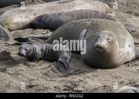 Northern guarnizione di elefante, Piedras Blancas rookery, California Foto Stock