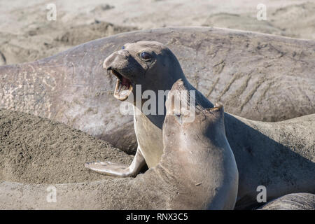 Northern guarnizione di elefante, Piedras Blancas rookery, California Foto Stock