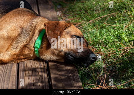Cane in appoggio al sole in terrazza di legno con erba in fiore Foto Stock