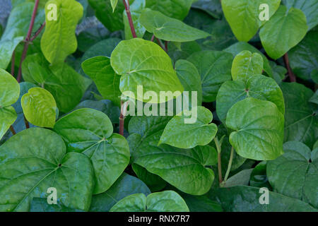 Betel " Piper betle' vitigno, close-up di fogliame, crescendo in serra, evergreen perenne, nacque nel Sud e Sud Est Asiatico. Foto Stock