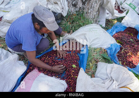 Banyuwangi, Indonesia - Ott 16, 2015 : Coffee plantation lavoratore selezionando raw coffee bean in Banyuwangi. L Indonesia è uno dei principali produttori di caffè . Foto Stock