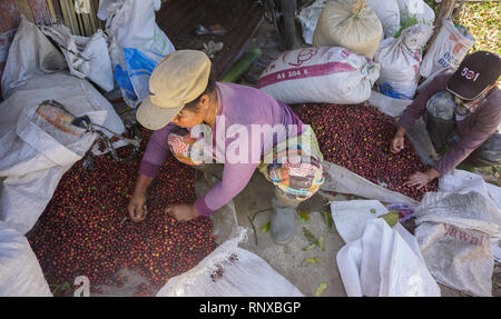 Banyuwangi, Indonesia - Ott 16, 2015 : Coffee plantation lavoratore selezionando raw coffee bean in Banyuwangi. L Indonesia è uno dei principali produttori di caffè . Foto Stock