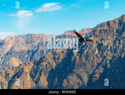 Il condor andino (Vultur gryphus) volare al di sopra della Cordigliera delle Ande vicino al Canyon del Colca, Arequipa, Perù. Foto Stock