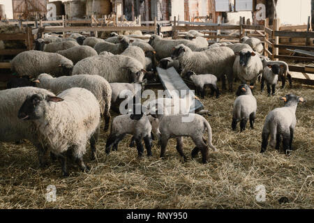 Piccolo capannone di pecora pieno di baby pecore in campagna Foto Stock