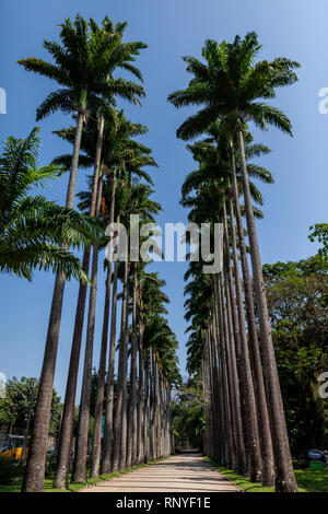 Giardino Botanico di Rio de Janeiro Foto Stock