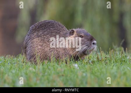 Nutria Foto Stock