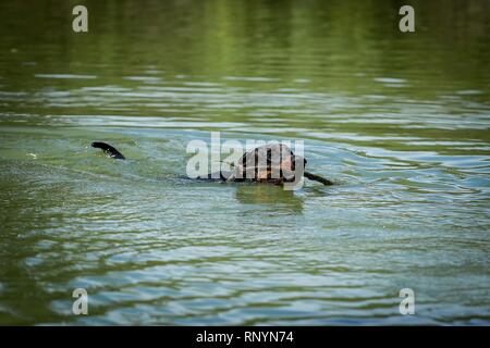 Riproduzione di Dobermann Foto Stock