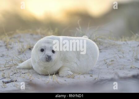 foca grigia Foto Stock