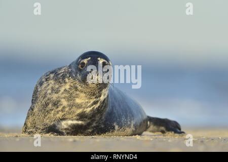 foca grigia Foto Stock