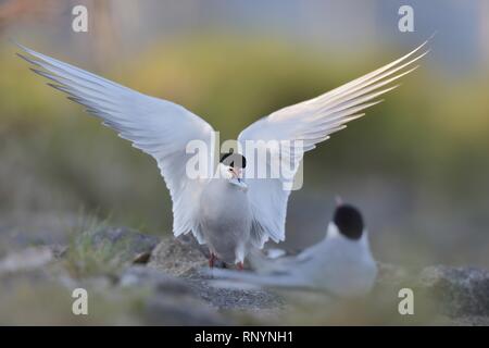 Sterna comune Foto Stock