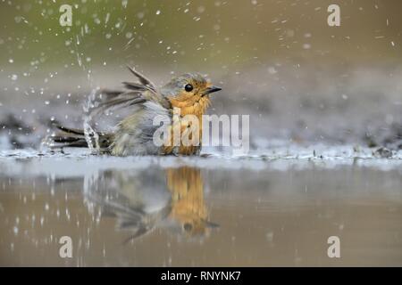 Pettirosso europeo Foto Stock