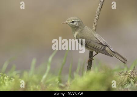 Chiffchaff comune Foto Stock