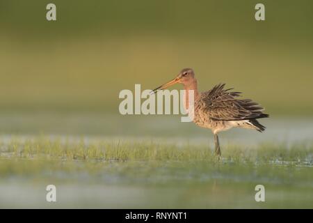 Nero-tailed godwit Foto Stock