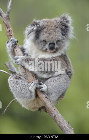 Koala Foto Stock