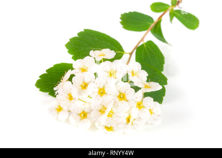 Fiori di Spirea aguta o Brides corona isolati su sfondo bianco di close-up. Foto Stock